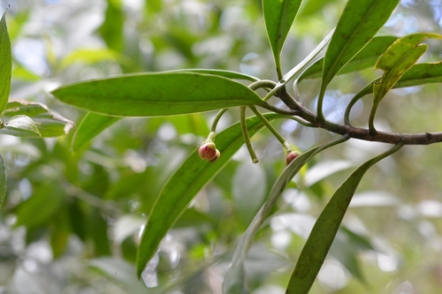 Clusia minor