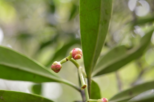 Clusia minor, photograph 1