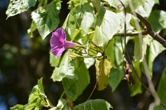Ipomoea bernoulliana