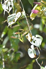 Ipomoea bernoulliana