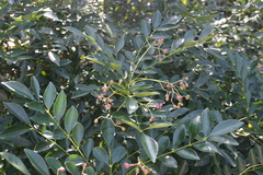 Zanthoxylum avicennae