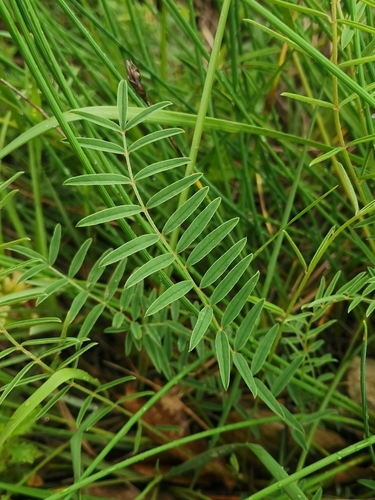 Image of Onobrychis saxatilis by (c) CorentinD, some rights reserved (CC BY)