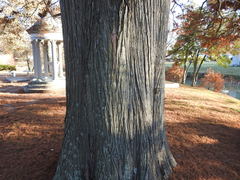 Taxodium distichum