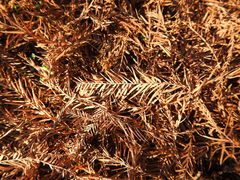 Taxodium distichum