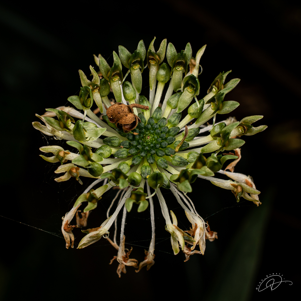Malaxis excavata (Malaxis excavata)