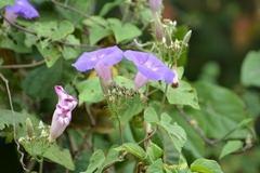 Ipomoea leucotricha