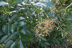 Zanthoxylum avicennae