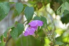 Ipomoea leucotricha