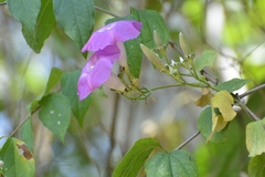 Ipomoea leucotricha