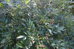 Zanthoxylum avicennae