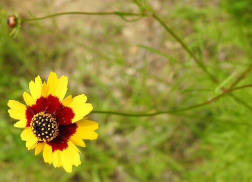 Image of Coreopsis wrightii by (c) saltyhiker, some rights reserved (CC BY)