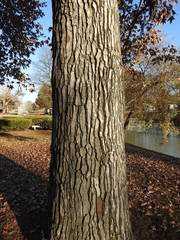 Liquidambar styraciflua