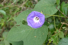 Ipomoea villifera