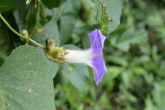 Ipomoea villifera