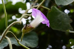 Ipomoea villifera