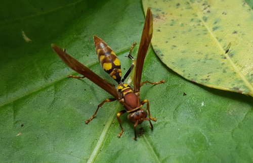 Variegated Paper Wasp