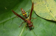Avispa papelera versicolor