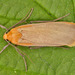 Buff Footman - Photo (c) Tony Morris, some rights reserved (CC BY-NC)