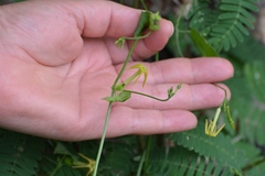 Rytidostylis gracilis