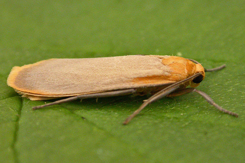 Buff Footman