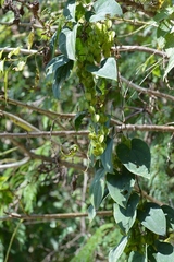 Dioscorea spiculiflora