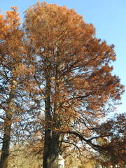 Taxodium distichum