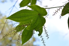 Dioscorea howardiana