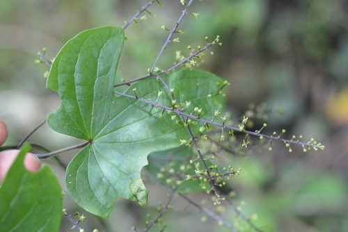 Dioscorea howardiana (Dioscorea howardiana)