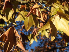 Liquidambar styraciflua