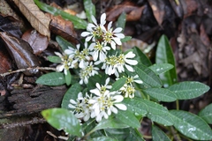 Euphorbia leucocephala