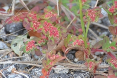 Euphorbia densiflora