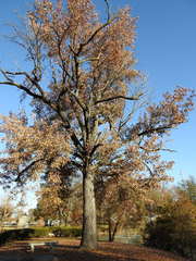 Liquidambar styraciflua