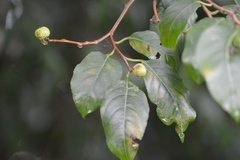 Sebastiania adenophora