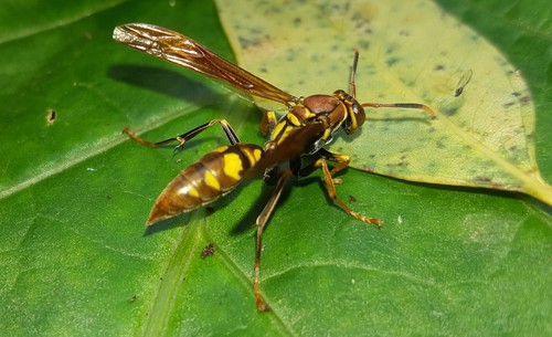 Subspecies Polistes versicolor versicolor · iNaturalist