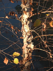 Betula nigra