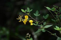 Crotalaria longirostrata