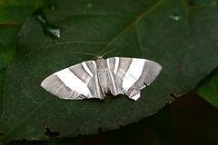 Opisthoxia miletia