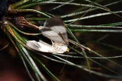 Opisthoxia miletia