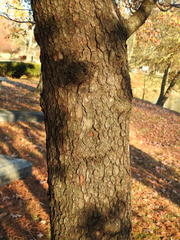 Cornus florida