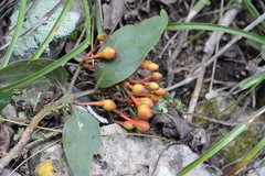 Psittacanthus mayanus