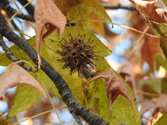 Liquidambar styraciflua