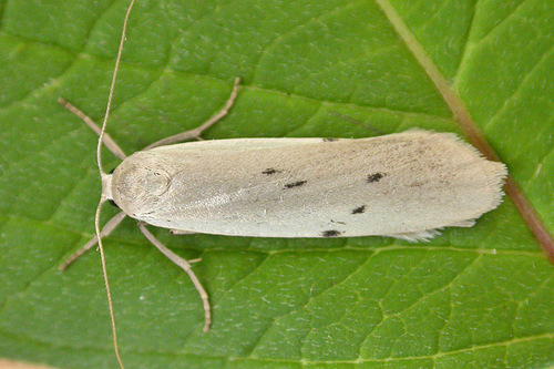 Dotted Footman