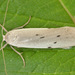 Dotted Footman - Photo (c) Tony Morris, some rights reserved (CC BY-NC)