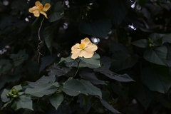 Dendrosida sharpiana