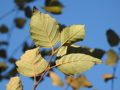 Betula nigra