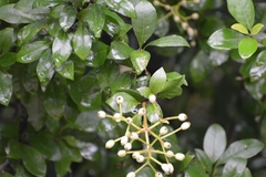 Pisonia donnellsmithii