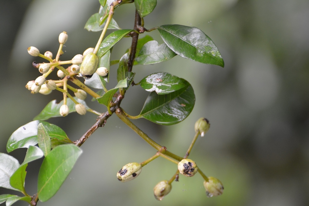 Pisonia donnellsmithii Heimerl ex Standl.