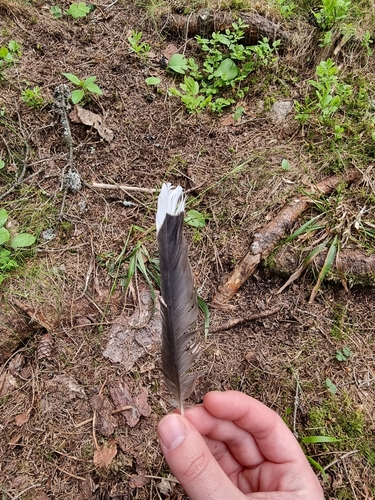 Plume de Cassenoix moucheté