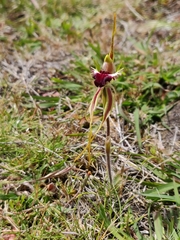 Caladenia dilatata