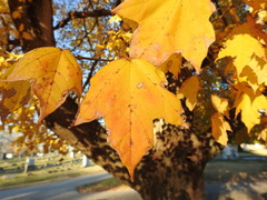 Acer